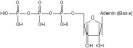 ATP-Molekül.jpg